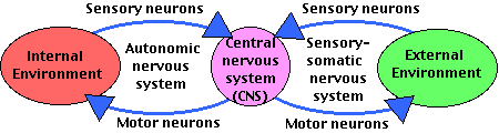 nervoussystem.gif